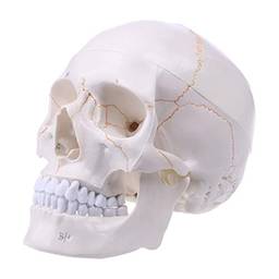 angwang Modelo de crânio humano em tamanho real anatomia anatômica ensino médico cabeça de esqueleto estudando material de ensino