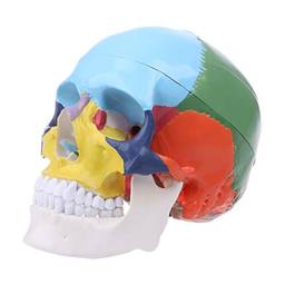 angwang Modelo de crânio humano colorido em tamanho real anatomia anatômica ensino médico cabeça de esqueleto estudando material de ensino