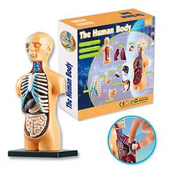 Cigooxm Órgãos modelo do corpo humano Conjunto de ferramentas de aprendizagem de montagem simples Expositor de modelo de anatomia STEM Suprimentos educacionais de ensino