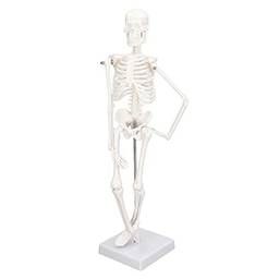 Modelo de esqueleto humano, modelo de mini esqueleto de 45 cm, modelo de esqueleto humano médico em tamanho real com braços móveis, pernas e suporte