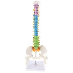 Fityle – Modelo de coluna ultra flexível científico de 45 cm, coluna vertebral humana em tamanho real com modelo de anatomia pélvis de fêrtese no suporte