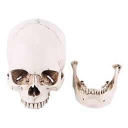 Crânio Modelo 1 peça Crânio de Resina Branca Crânio Humano Desenho em Tamanho Real Desenho Ornamento de Festa com Forte Estabilidade Alta Resistência ao Desgaste