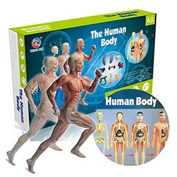 Domary Órgãos e ossos modelo do corpo humano Conjunto de ferramentas de aprendizagem de montagem simples Expositor de modelo de anatomia STEM Suprimentos educacionais de ensino