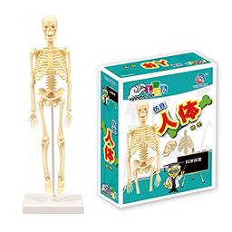 Domary Modelo de corpo humano esqueleto conjunto simples kit de ferramentas de aprendizagem Expositor de modelo de anatomia STEM Suprimentos educacionais de ensino
